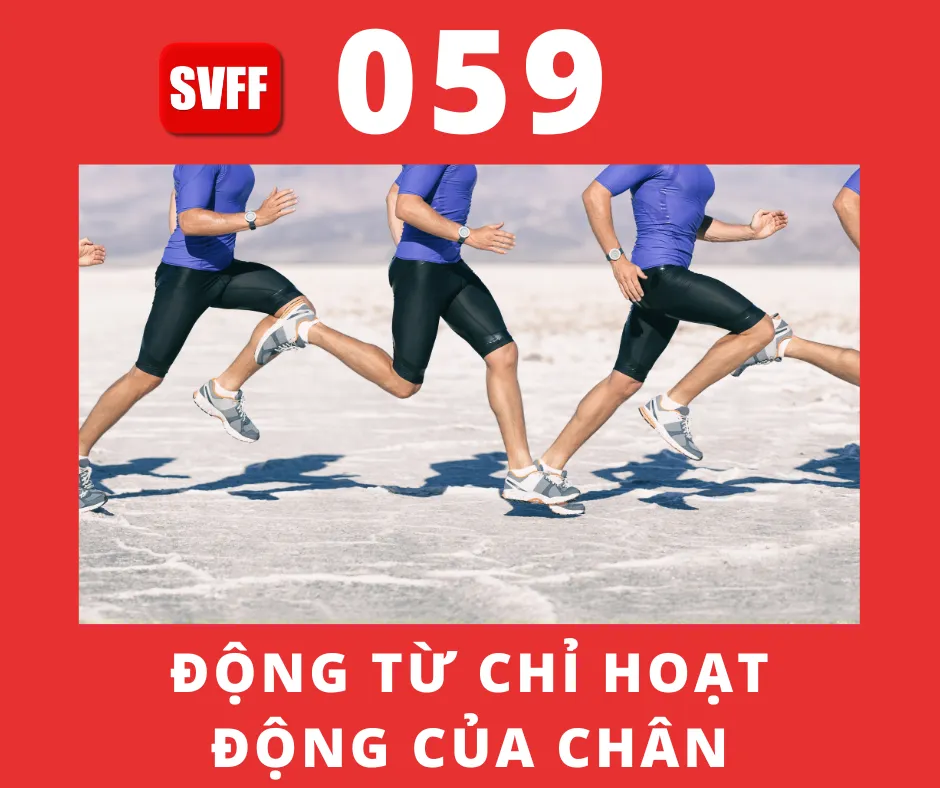 ĐỘNG TỪ CHỈ HOẠT ĐỘNG CỦA CHÂN